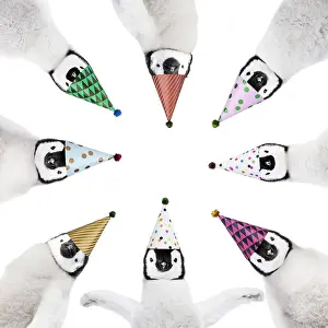 Birthdays: Penguins wearing birthday party hats in a circle