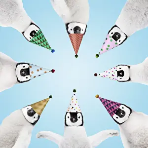 Birthdays: Penguins wearing birthday party hats in a circle
