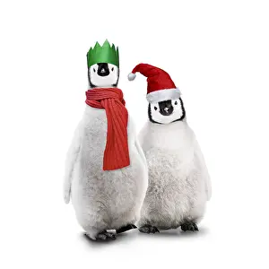 161118: Penguins, wearing Christmas hats and scarf in