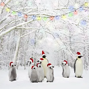 161118: Penguins wearing Christmas hats in Winter woodland