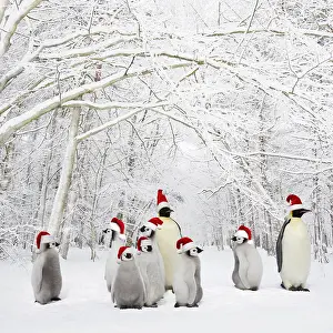 161118: Penguins wearing Christmas hats in Winter woodland with snow