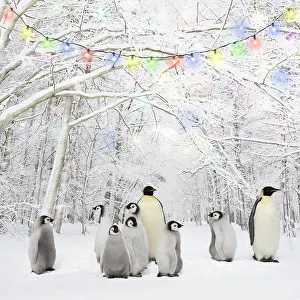 161118: Penguins in Winter woodland with snow and Christmas lights