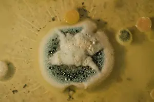 Bacterium: Penicillin Colony