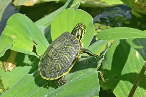Chrysemys: Peninsula Cooter