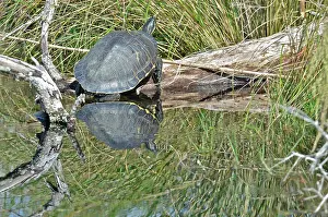 Chrysemys: Peninsula Cooter
