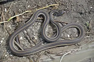 Ribbon: Peninsula Ribbon Snake