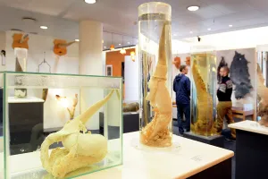 Penis: The Penis museum houses a large collection of animals