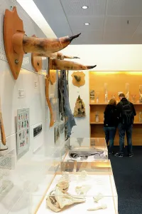 Penis: The Penis museum houses a large collection of animals