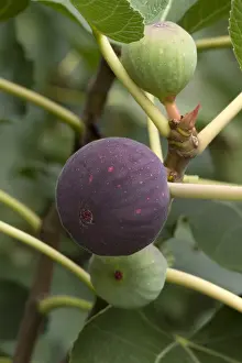 Ficus: Penjab Fig (Ficus palmata)