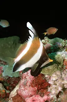 Pennant: Pennant / Horned BANNERFISH / Threeband Pennantfish