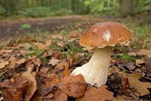Edulis: Penny Bun Boletus Fungi - Autumn