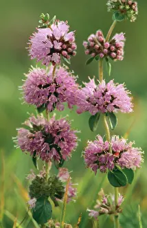 Mentha: Penny ROYAL
