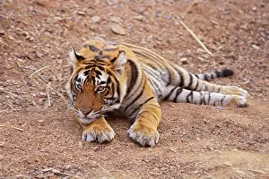 Pensive: Pensive Royal Bengal / Indian Tiger