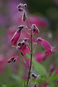 Penstemon: Penstemon
