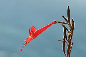 Penstemon: Penstemon