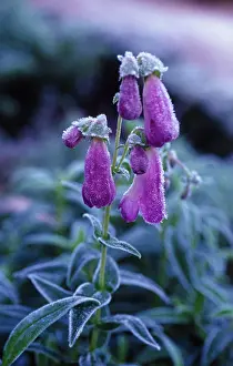 Weak: Penstemon