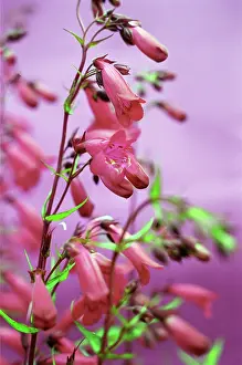 Penstemon: Penstemon