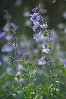 Beard: Penstemon