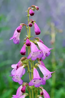Alice: Penstemon Alice Hindley - flowering, july