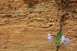 Corridor: Penstemon flower in sandstone crevice