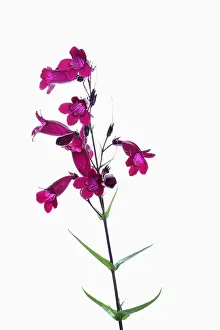 Penstemon: Penstemon, Penstemon cultivar, Pink subject, White
