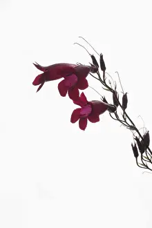 Penstemon: Penstemon, Penstemon cultivar, Red subject, White