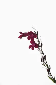 Penstemon: Penstemon, Penstemon cultivar, Red subject, White