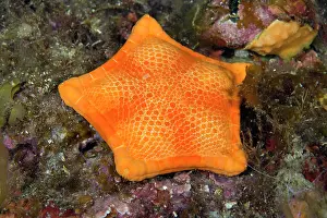 Echinoderms: penta star, Peltaster placenta, Ponza Island, Italy, Tyrrhen