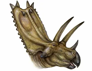 Reconstructions: Pentaceratops