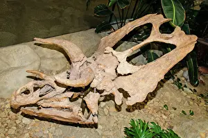 Armored: Pentaceratops Sternbergii Dinosaur Skull Fossil