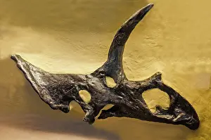 Armored: Pentaceratops Sternbergii Skull Fossil