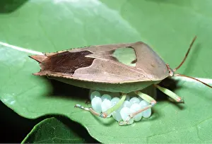 Bugs: Pentatomid Bug - guarding eggs