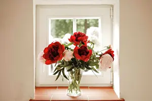 Containers: Peonies (Paeoniaceae) in the window, Bavaria, Germany