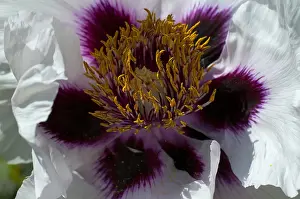 Paeonia: Peony in bloom in a garden