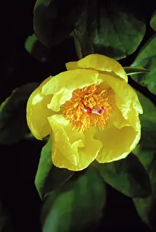 Witch: Peony