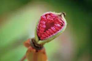 Causican: Peony