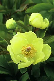 Causican: Peony