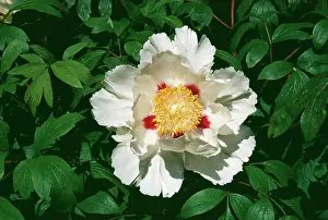 Peonies: Peony Flower