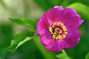 Mascula: Peony - in flower in spring