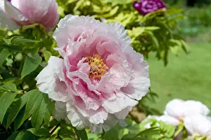Paeonia: Peony Hana Kisoi in bloom in a garden