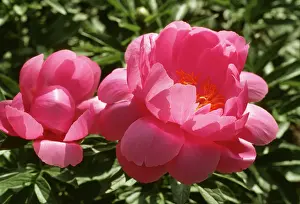 Peonies: Peony - Hybrid Natalie