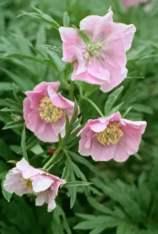 Allen Paterson: Peony