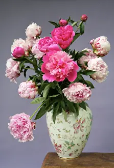 Paeonia: Peony
