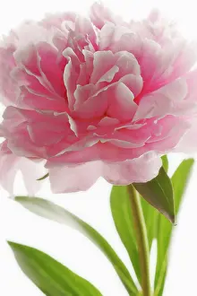 Optimism: Peony