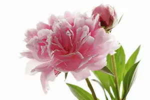 Paeonia: Peony