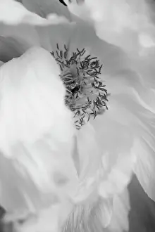 Paeonia: Peony