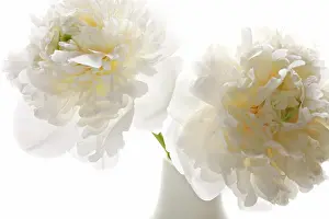 Paeonia: Peony