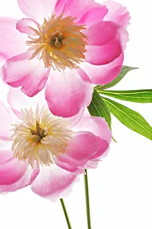 Paeonia: Peony