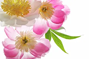 Paeonia: Peony