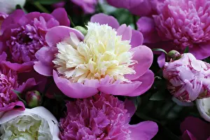 Opulent: Peony